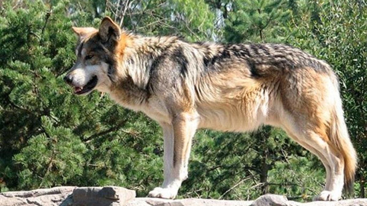 ASCEL recurre el cupo de caza de lobo en Cantabria