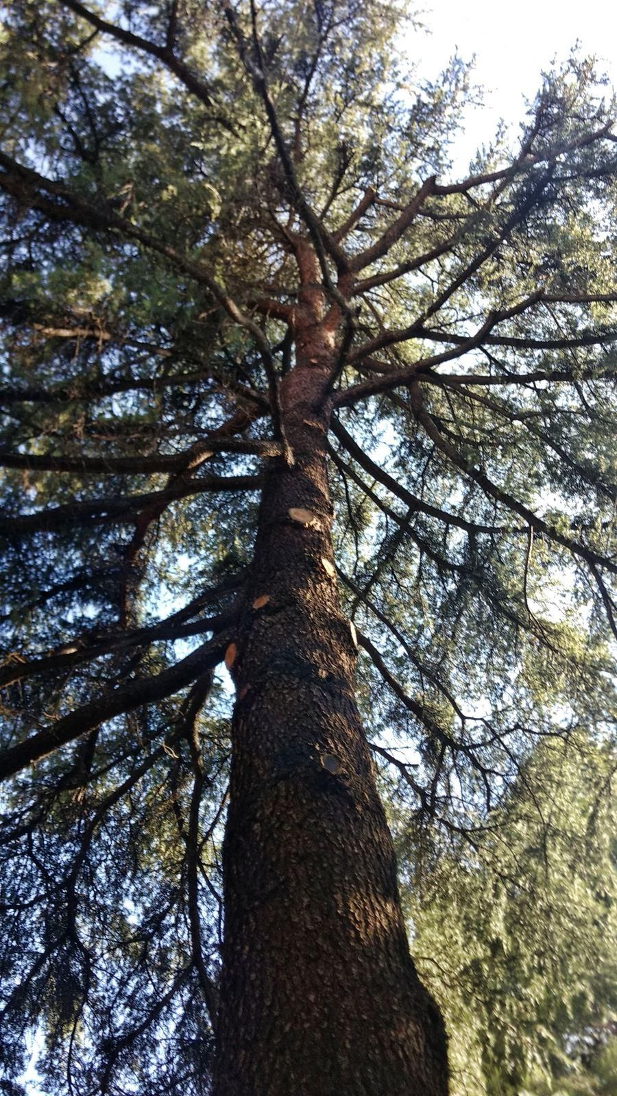 Cedro de entrada a Velintonia