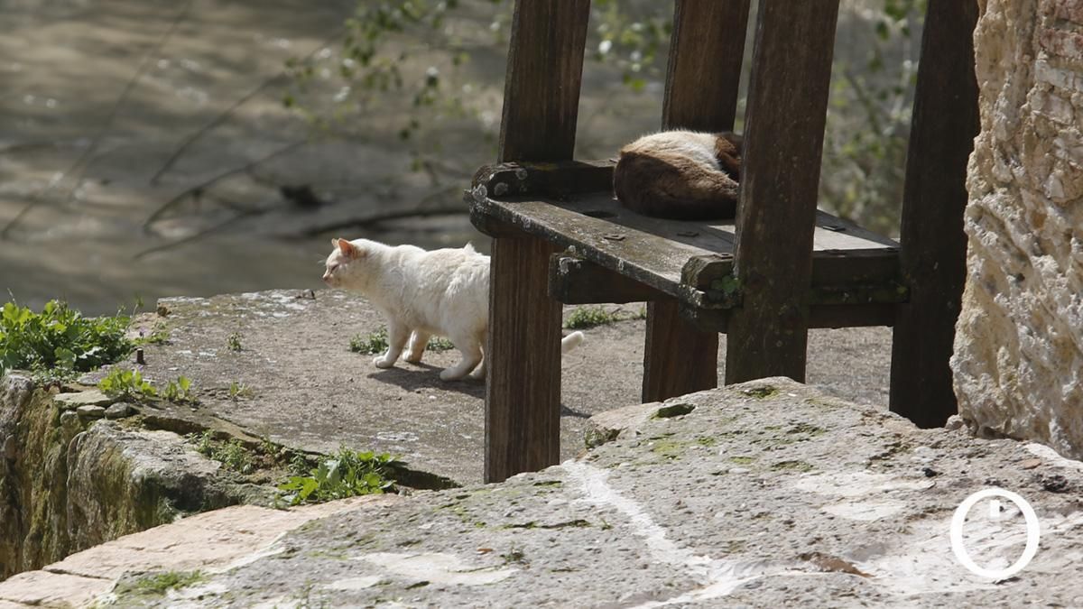 El Servicio de Bienestar Animal de Sadeco impulsará la mejora de sus instalaciones con un plan de naturalización ambiental