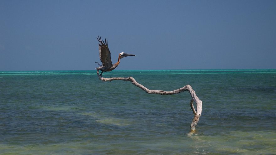 Pelícano en la Reserva de la Biosfera San Ka’an.