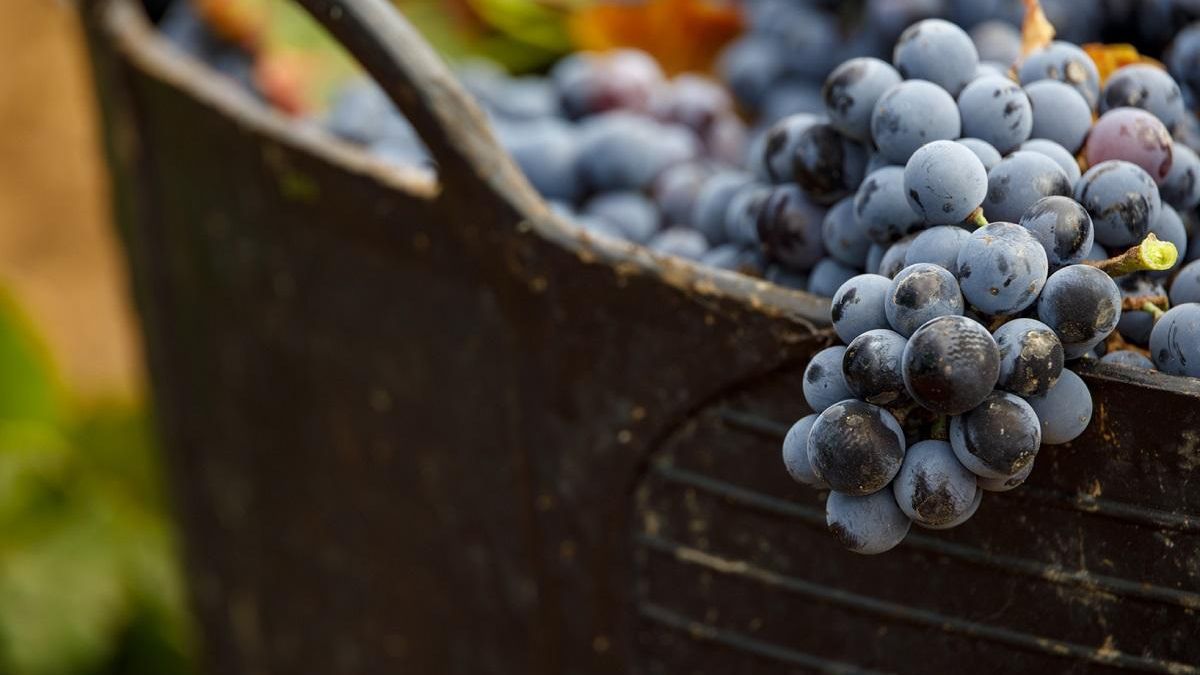La variedad cencibel es la más representativa de las tintas