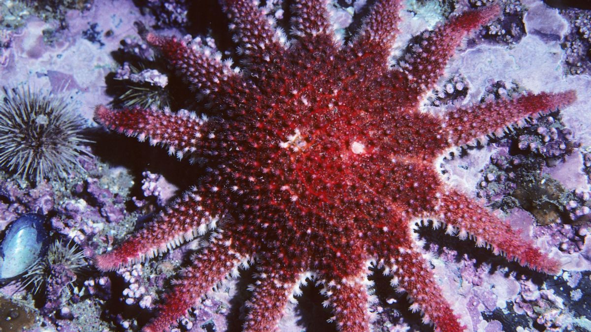 La estrella de mar girasol está en peligro y los científicos están haciendo todo lo posible para salvarla de la extinción