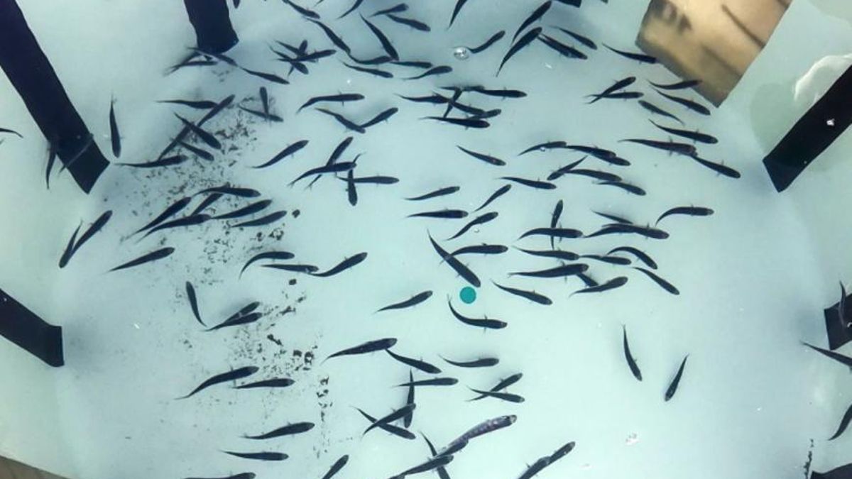 El atún rojo es una pieza clave para el equilibrio de los ecosistemas marinos
