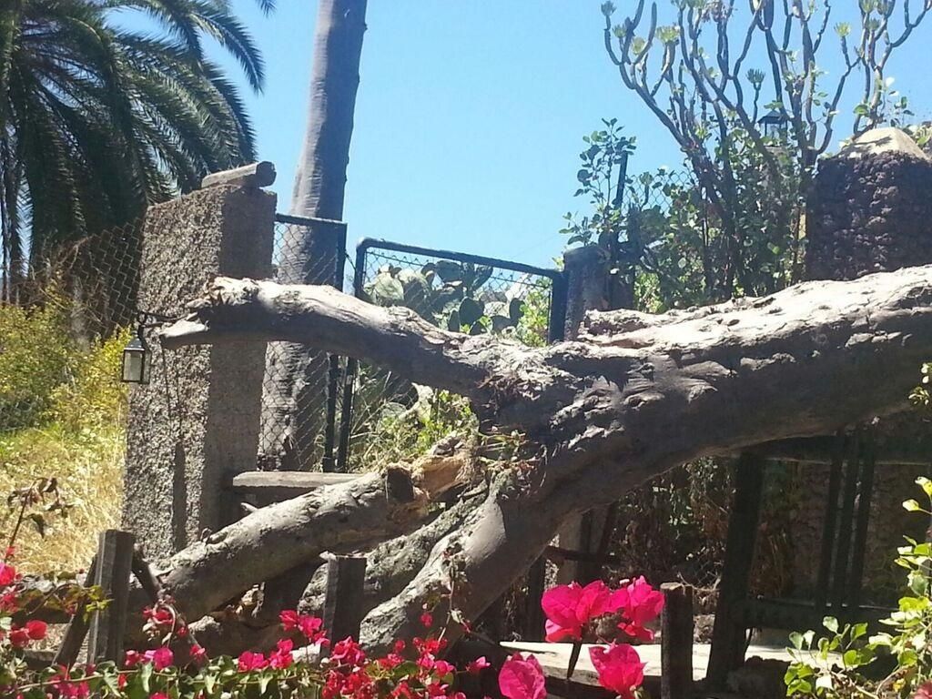 Caída de un drago en Santa Brígida. (Pedro Socorro)