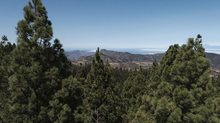Pinar en la cumbre de Gran Canaria.
