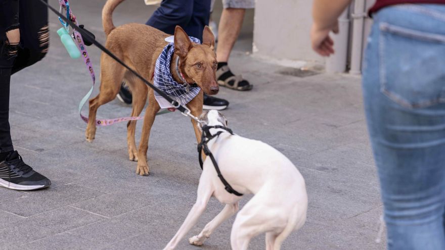La Nochevieja y el perjudicial efecto de los petardos en algunos animales