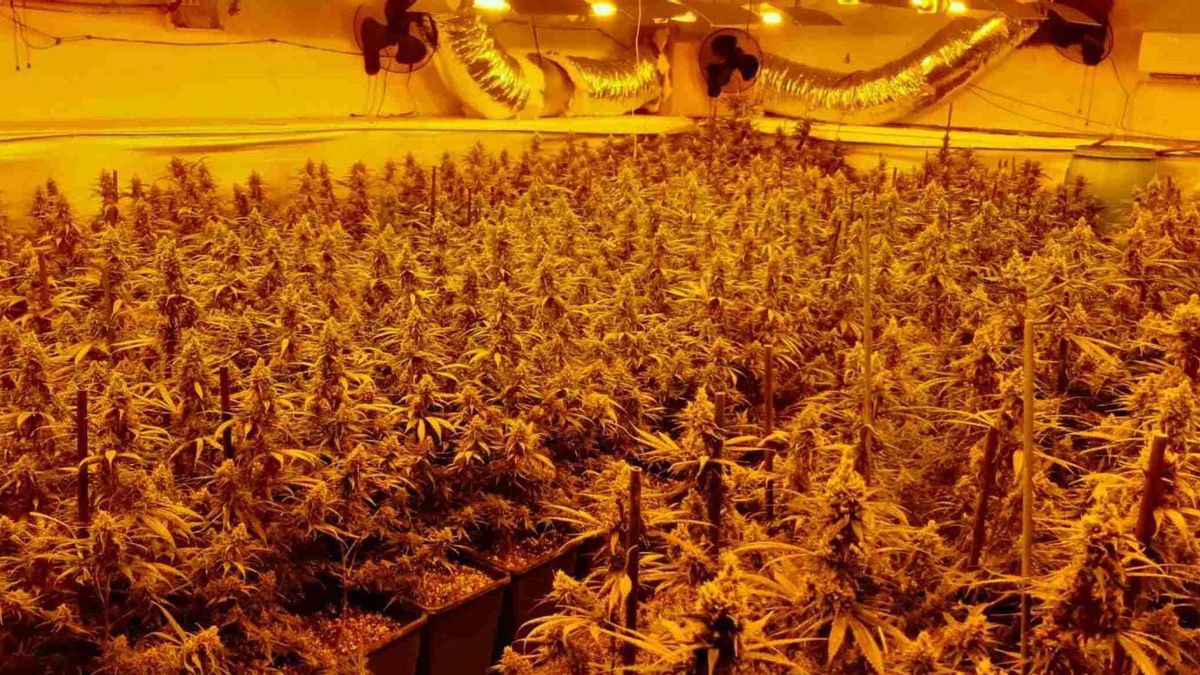 Una plantación 'indoor' de marihuana.