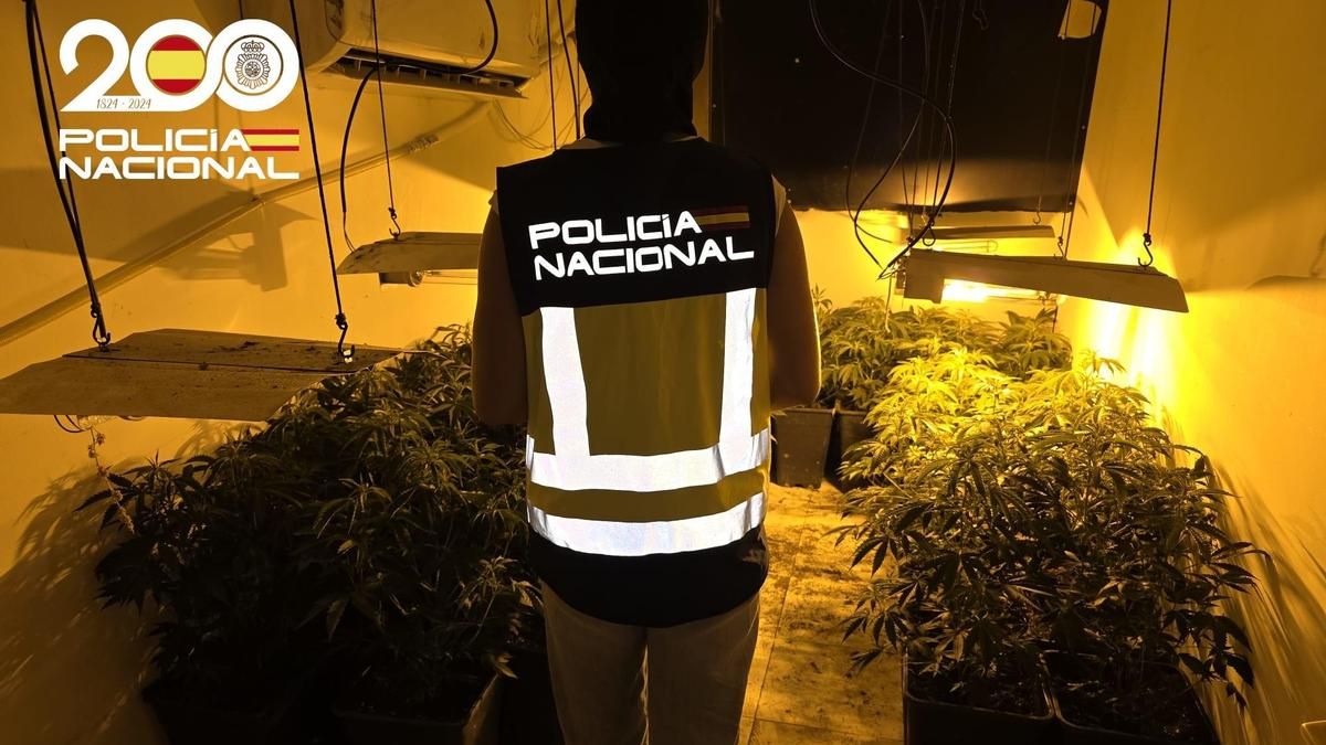 Detenido por cultivar más de un centenar de plantas de marihuana en su casa en Palma