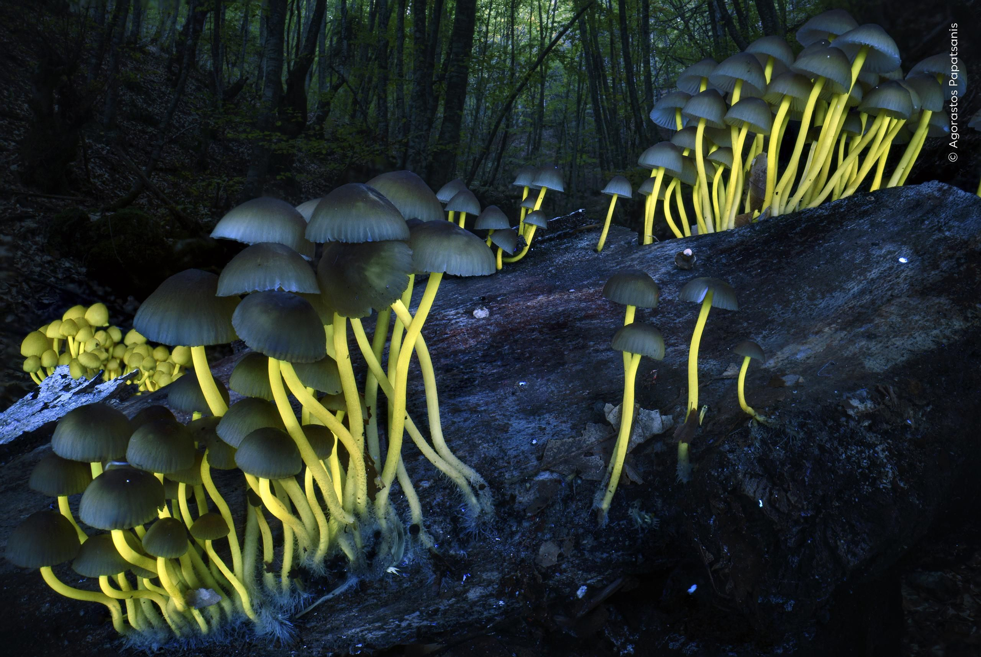 'Derramamiento de luz', Premio Plantas y hongos