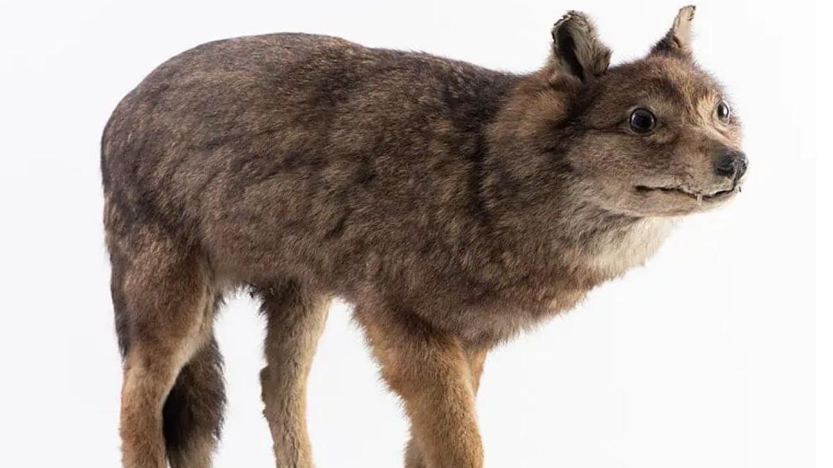 El primer cánido moderno extinguido por el ser humano sobrevive hoy solo en ejemplares disecados repartidos en colecciones.