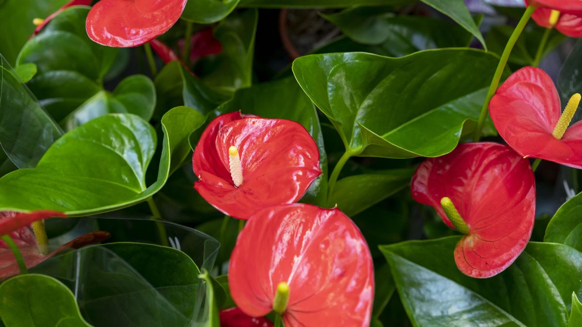 Una buena alternativa es el anturio, que porta color durante meses y se adapta bien a interiores luminosos.