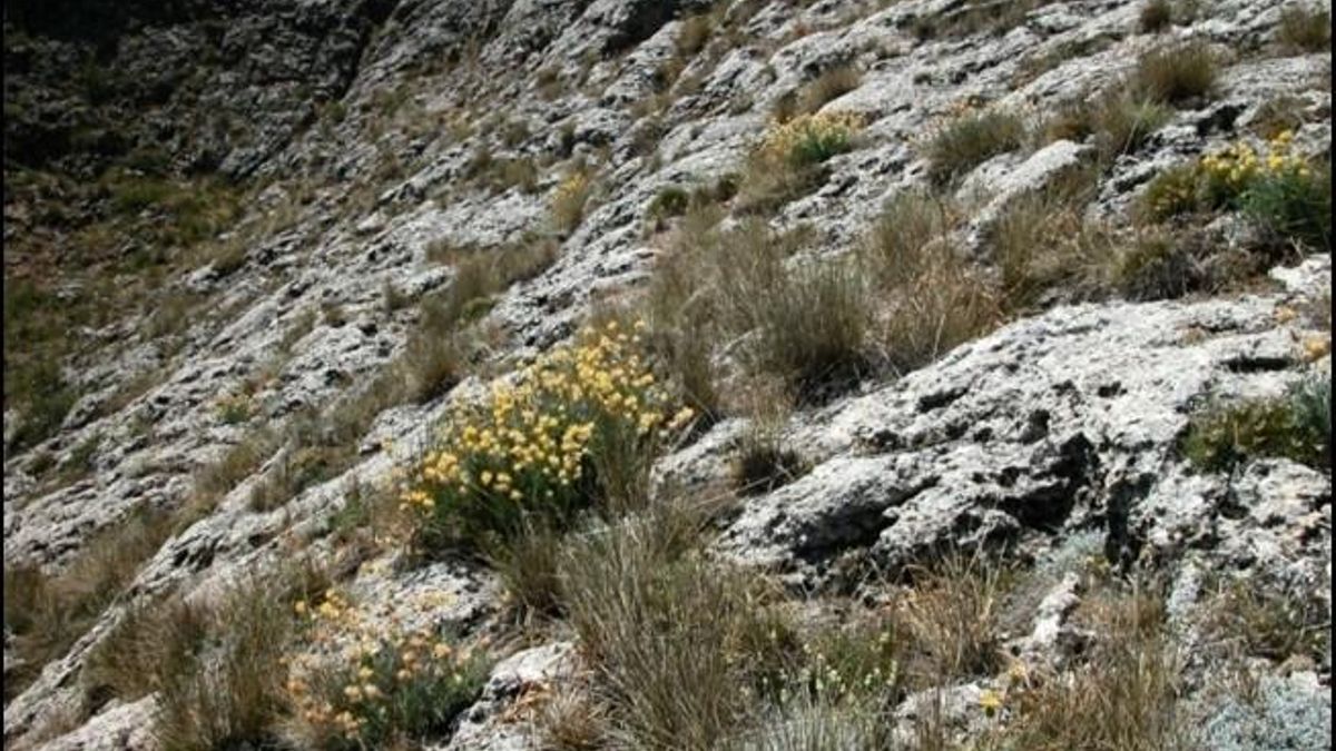 El hábitat montañoso de la Anthyllis rupestris
