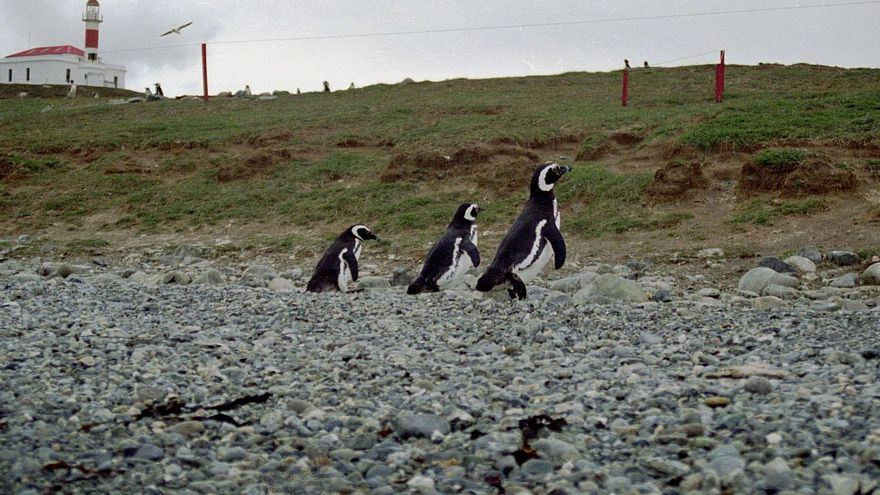 Pingüinos de Magallanes en la Isla Magdalena.