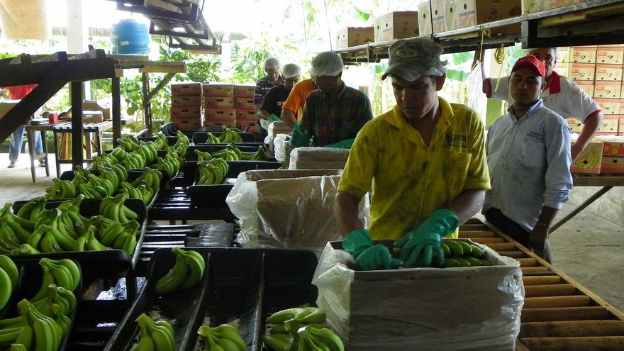Plataneros en los campos cercanos a Aracataca.