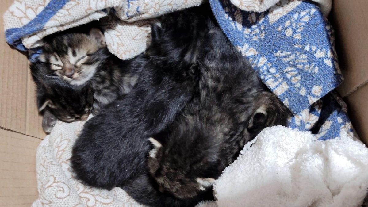 Los gatos abandonados en una caja de cartón.
