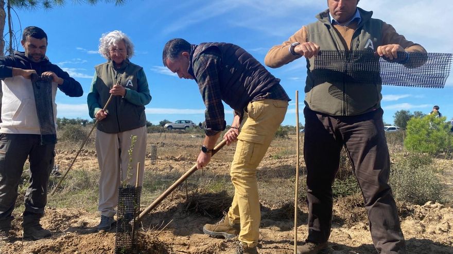Los pinos protegidos que se salvaron de los chalés pero no de la balsa de residuos tóxicos: viaje a lomos de una recalificación