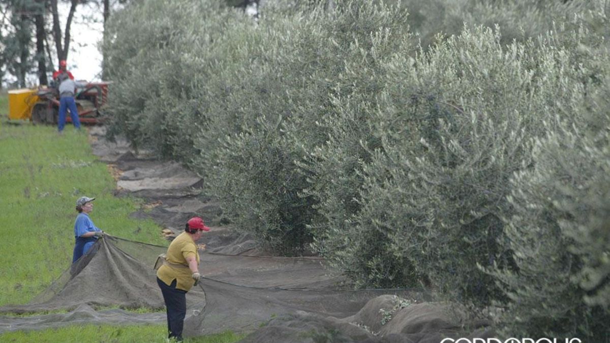 Aceituneros altivos