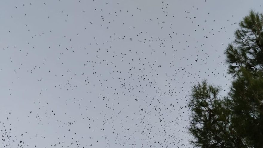 Los estorninos y Huesca: 80.000 quebraderos de cabeza para el Ayuntamiento