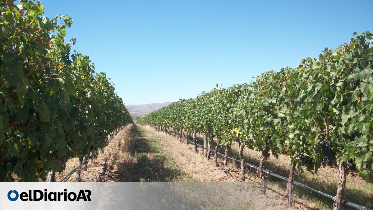 Enoturismo y oleoturismo: eventos de agosto en la provincia de Buenos Aires