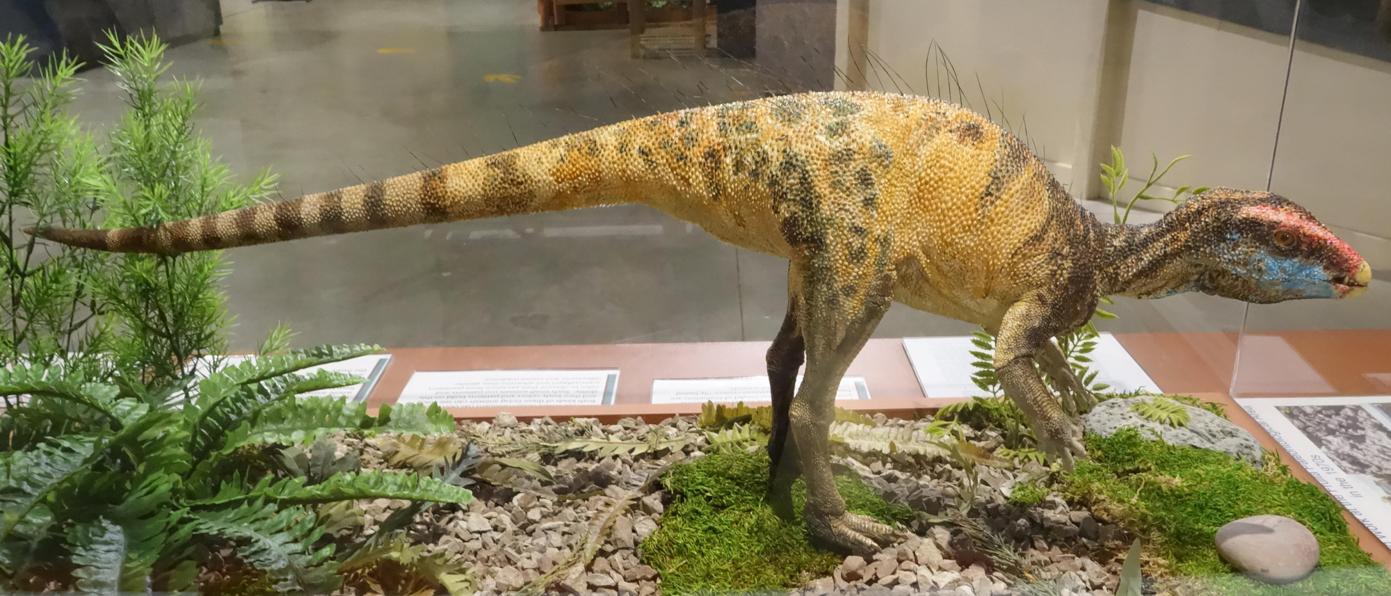 Recreación de un Fruitadens, uno de los dinosaurios más pequeños que ha existido