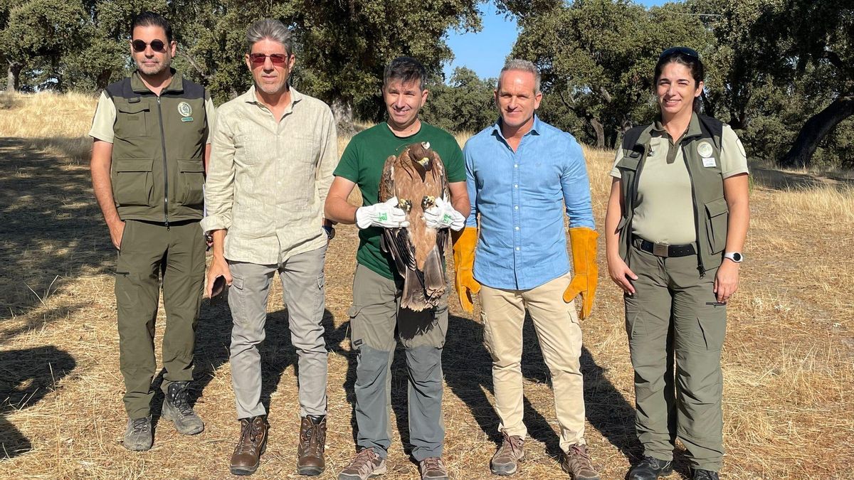 Liberan un águila imperial juvenil recuperada en el CREA de Los Villares