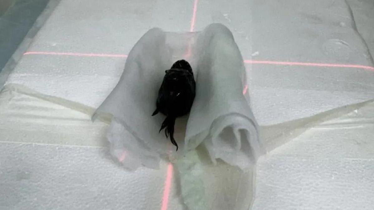 Análisis del pez diablo negro mediante escáner CT (tomografía computarizada) el pasado lunes, 2 de junio.