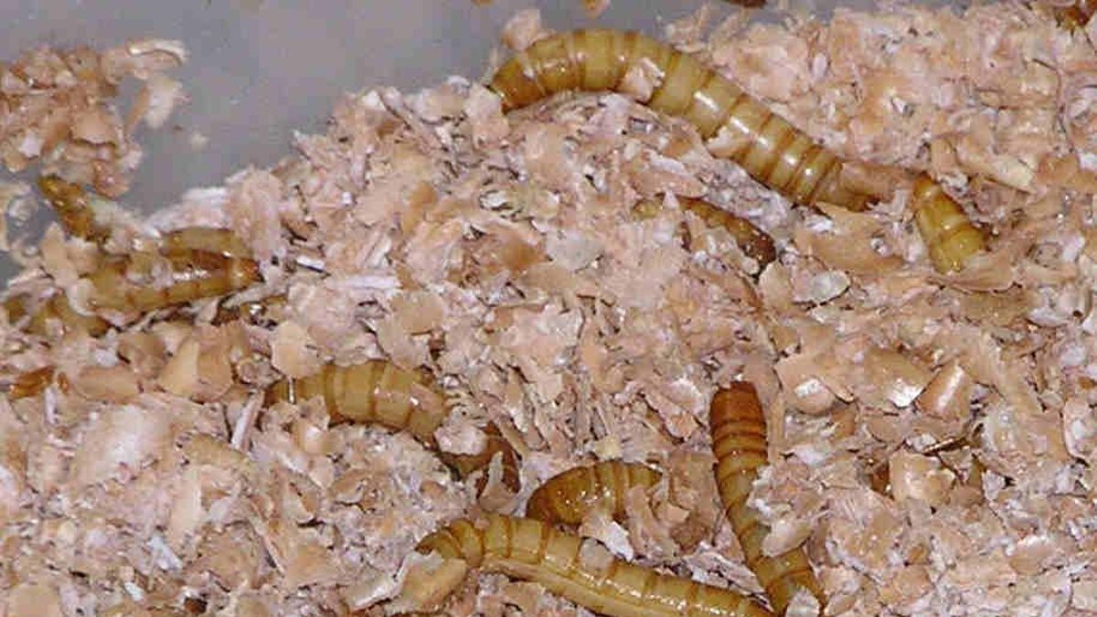 Gusano tenebrio molitor en una imagen.