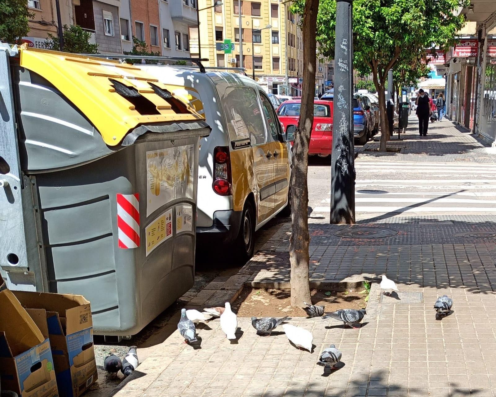 Varias palomas junto a contenedores en una calle de Benimaclet.