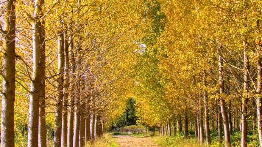 Naturaleza viva en el municipio de Cimanes del Tejar