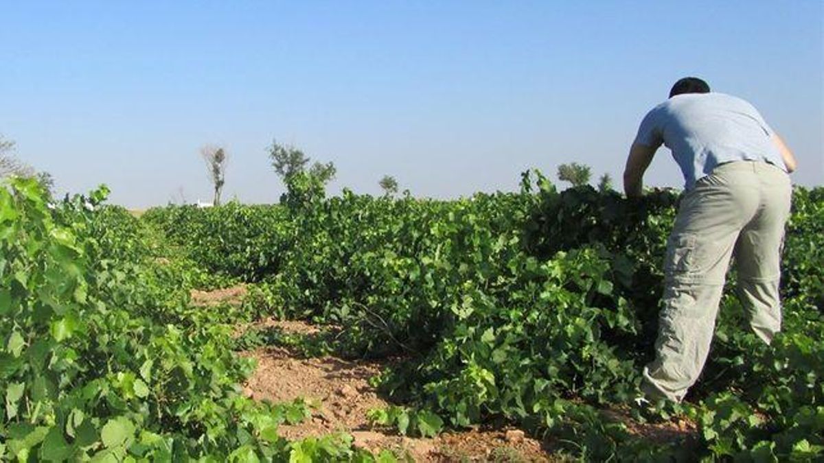 La Unión denuncia que la Junta aún no ha pagado las ayudas para jóvenes agricultores convocadas en 2023