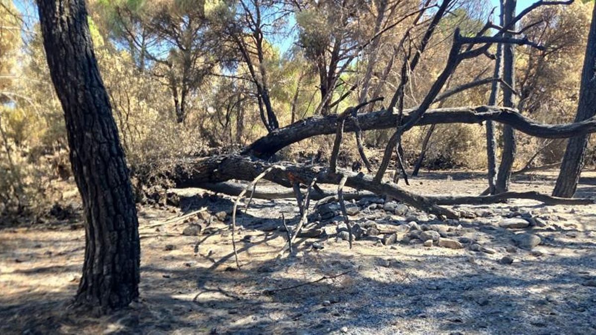 ASAJA pide compensar "la totalidad de los daños", directos o indirectos, a causa de los incendios en Toledo