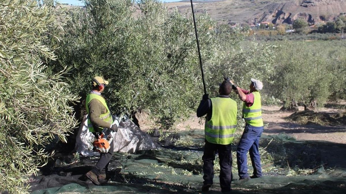 Temporeros trabajando en la recogida de aceituna