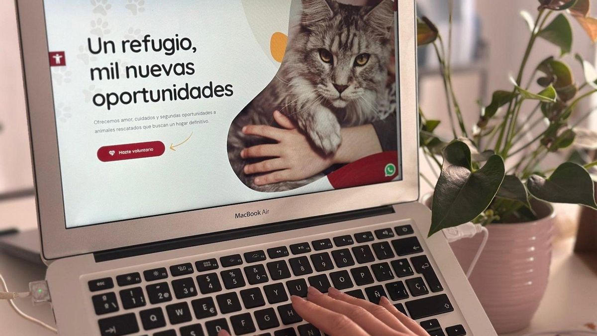 Un ayuntamiento de Lanzarote pone en marcha una web para encontrar mascotas perdidas