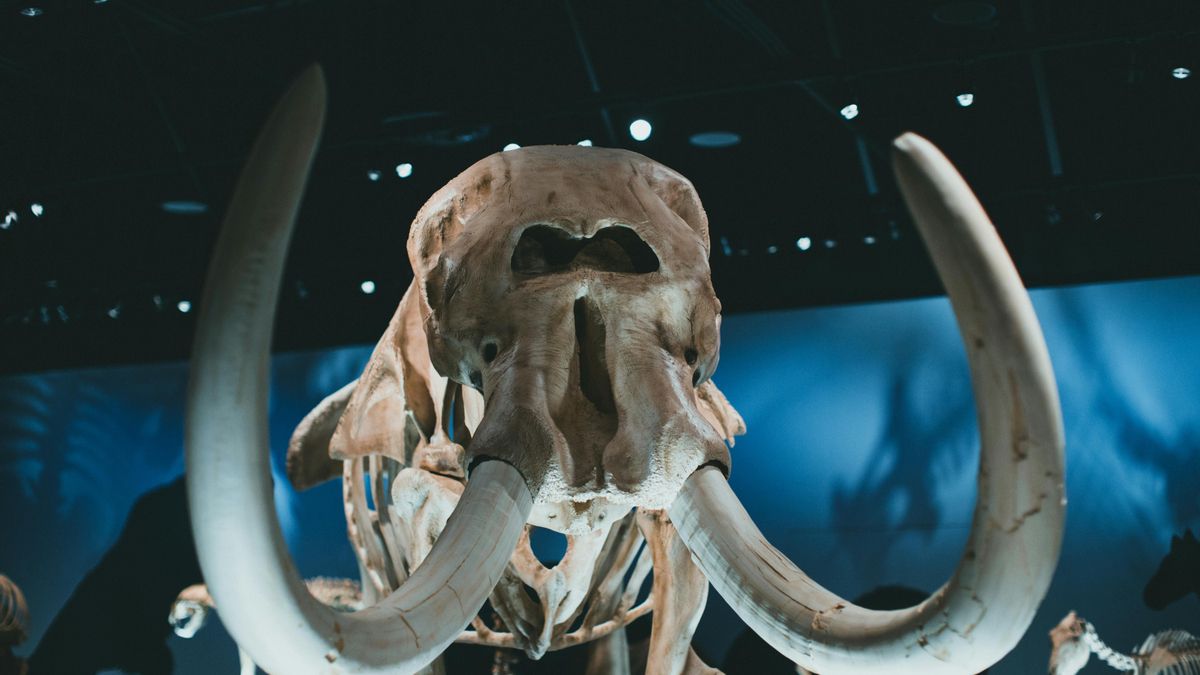 La reducción de la diversidad genética y la dependencia de recursos limitados hicieron que estos grupos quedaran expuestos