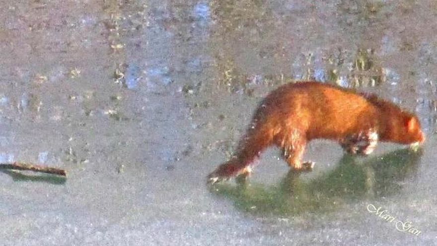 El animal husmeando sobre el río Eria. / Foto Mari Gan