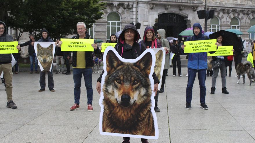 Animalistas aúllan por los lobos ibéricos abatidos en Cantabria