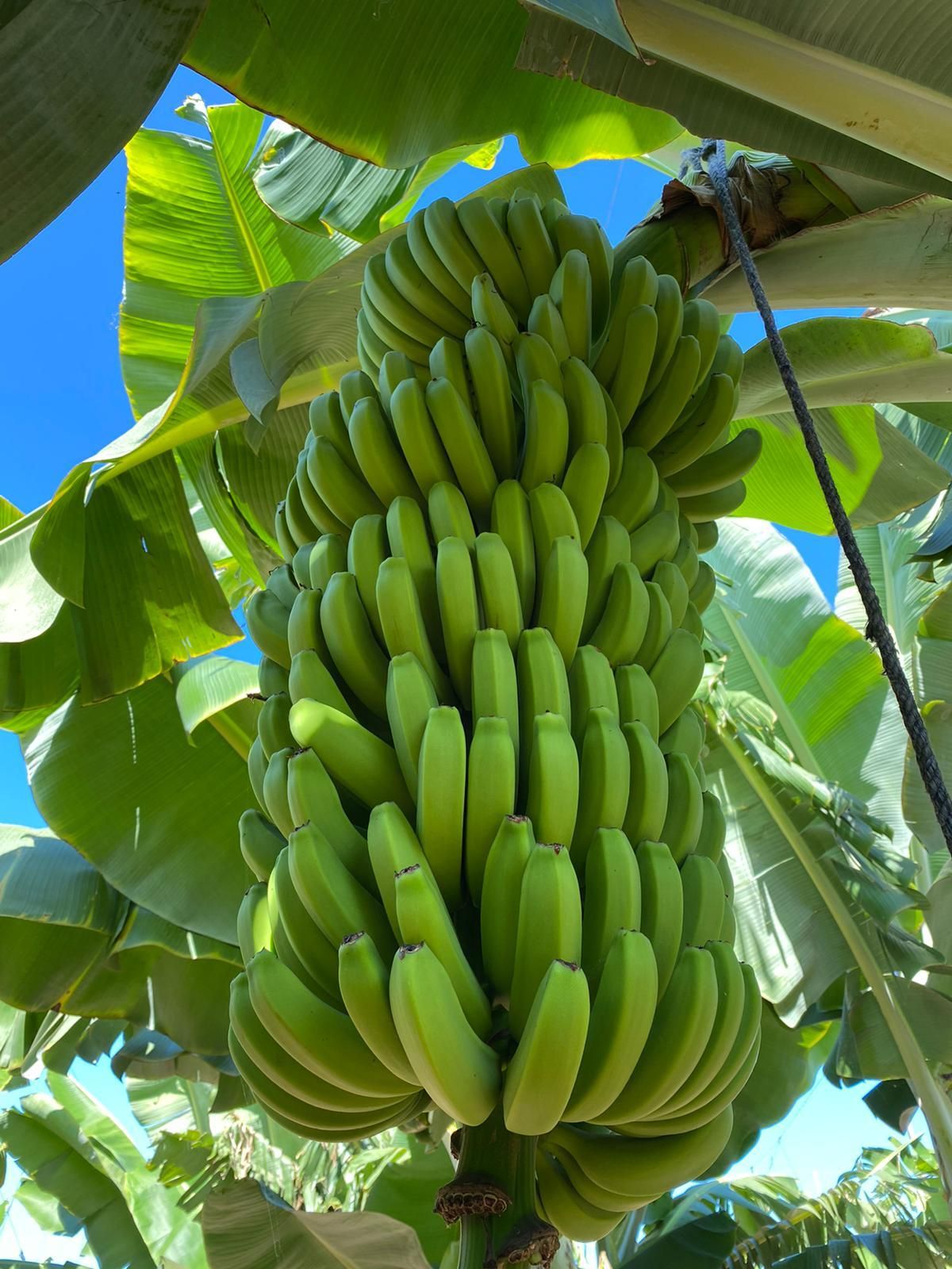 Piña de plátanos ecológicos.