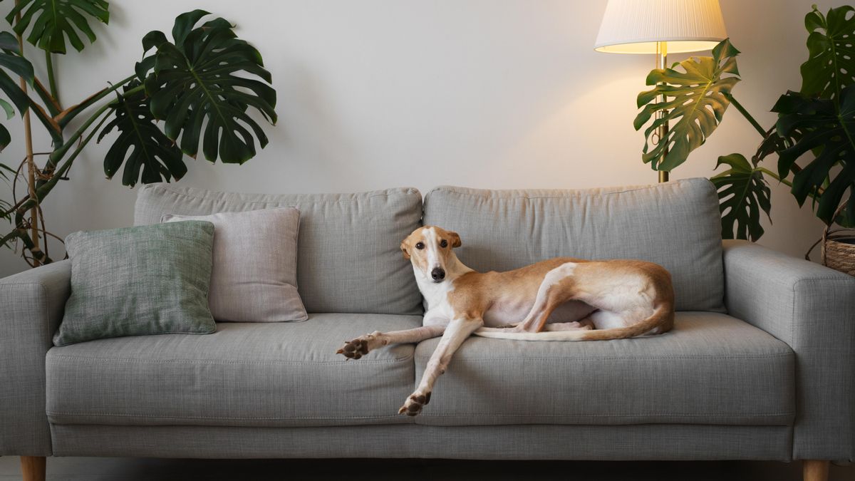 Cuatro trucos para mantener la casa libre de olores de nuestros animales y de forma natural