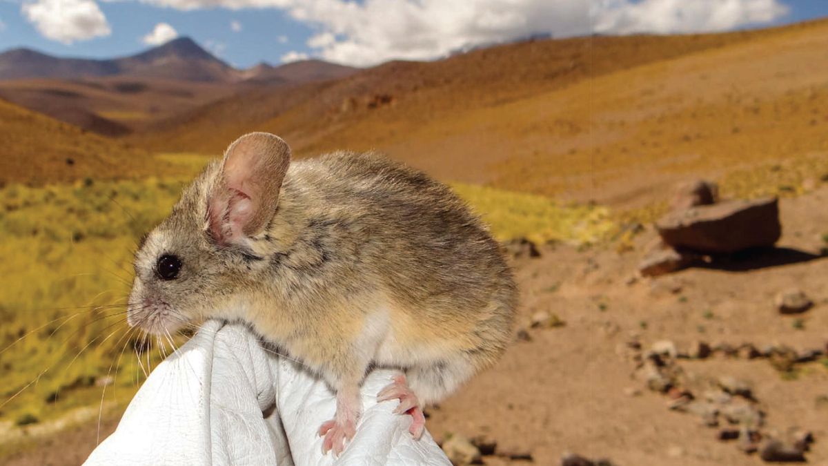 Este ratón no tiene problemas con las alturas: se ha adaptado y es capaz de sobrevivir por encima de los 6.000 metros