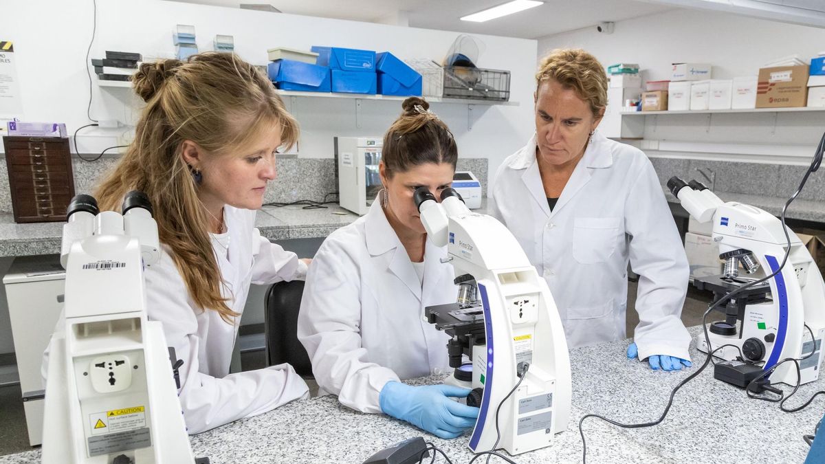 Cómo es la cepa Andes del hantavirus y en qué se diferencia del Covid-19