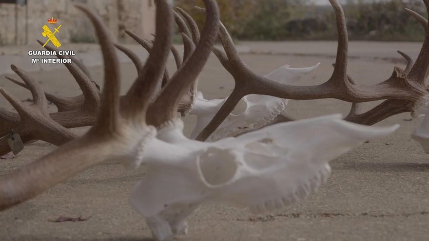 El Seprona realiza varias actuaciones contra el furtivismo y la caza ilegal en la comarca de Molina de Aragón.