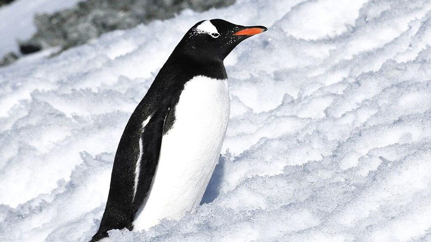 Un estudio español revela el papel de los pingüinos en la contaminación de la Antártida