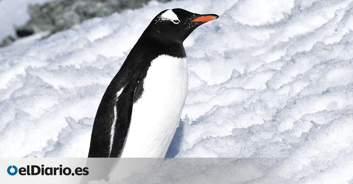Un estudio español revela el papel de los pingüinos en la contaminación de la Antártida