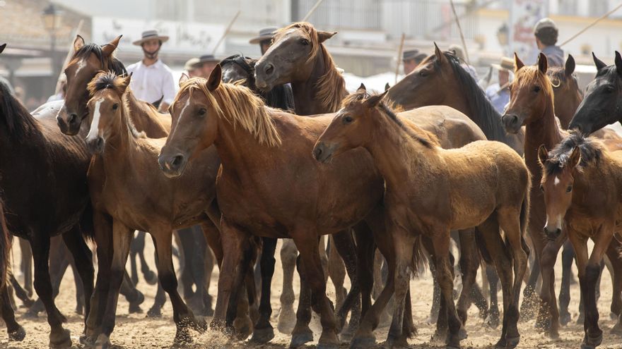 Unos 1.300 equinos saldrán mañana de la marisma de Doñana en la Saca de las Yeguas