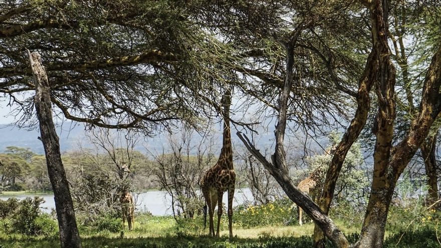 ¿Qué ocurre cuando desaparecen todos los depredadores? Una isla de Kenia lleva cinco años comprobando que tampoco es un paraíso