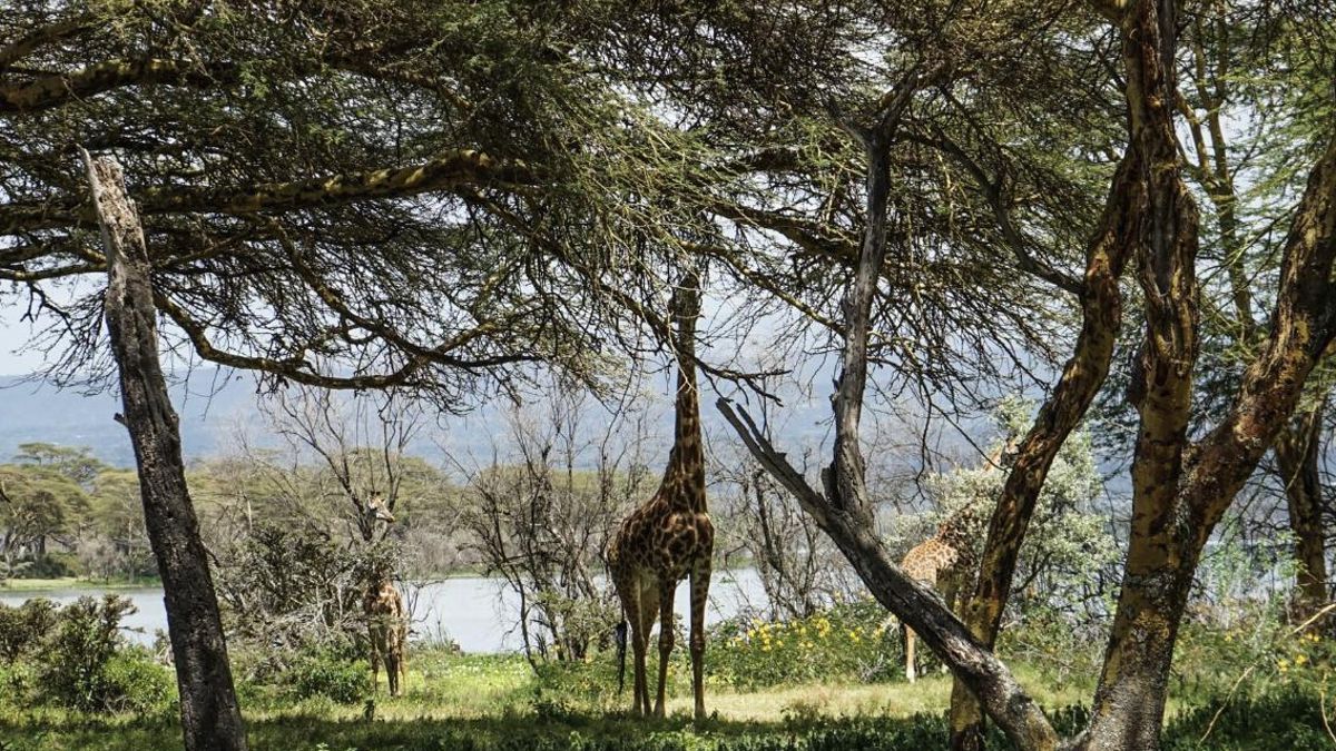 ¿Qué ocurre cuando desaparecen todos los depredadores? Una isla de Kenia lleva cinco años comprobando que tampoco es un paraíso