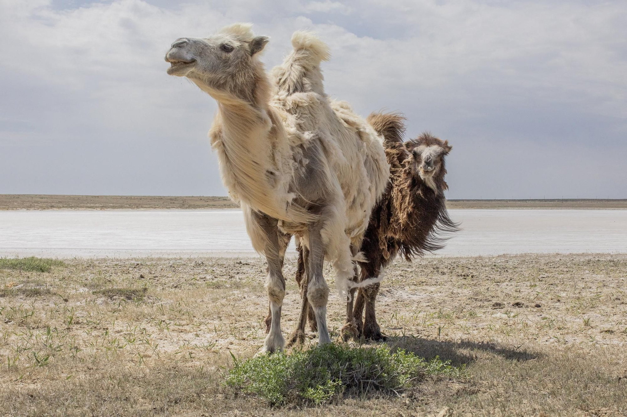 Camellos junto a un tramo de agua salada a las afueras de la ciudad de Aral. Aral, antaño un puerto marítimo, se encuentra ahora a 50 kilómetros de la costa más cercana del mar de Aral. Kazajistán, 5 de mayo de 2025.
© Anush Babajanyan