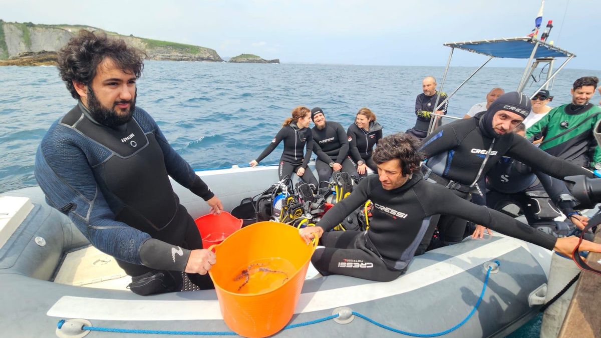 La costa asturiana celebra el Día de los Océanos con la reintroducción de tiburones pintarroja del Acuario de Gijón