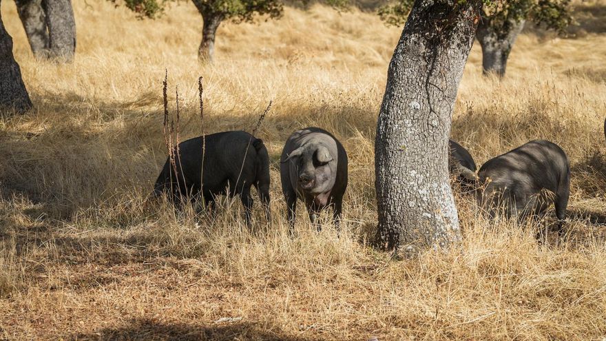 El corazón de la dehesa de Los Pedroches: cultura ecológica y biodiversidad