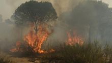 Imagen del incendio que ha llegado al espacio natural de Doñana